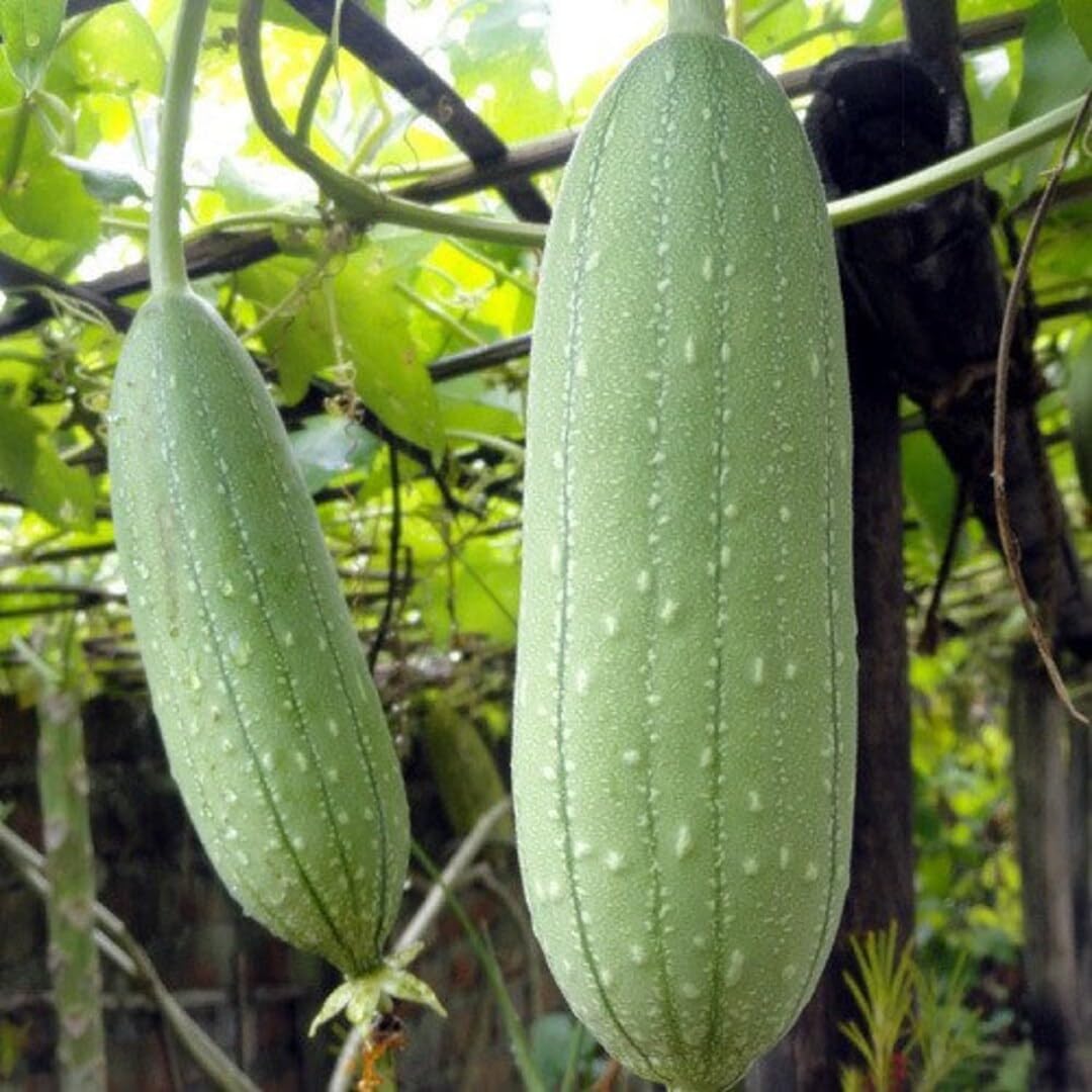 Luffa Vegetable Seeds for Planting - 100 pcs